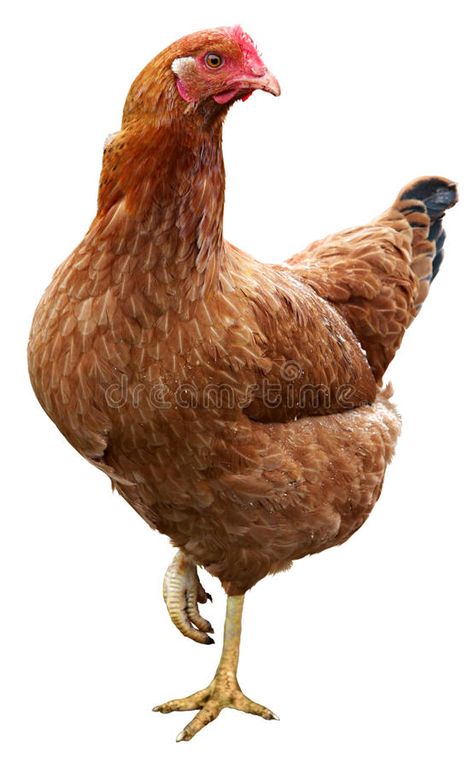 Photo about Brown hen isolated on a white background. Image of fowl, live, domestic - 45795621 Chicken Images Pictures, Live Chicken Pictures, Chicken Reference, Hen Images, Rooster Vs Hen, Hen Photography, Hen Pictures, Pictures Of Chickens, Rooster Pictures