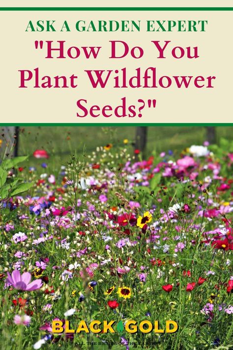 “What is the best way to plant wildflower seeds. I am preparing a spot on a sunny hill, taking the grass and roots out down to the dirt. I know I have to mix the seeds with sand. Are there any other tips on making them thrive? I appreciate the advice.  Thank you.” Question from Lexy of Weare, New Hampshire #wildflower #seed #seeds #planting #diy #howto