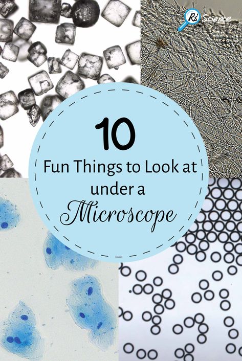 Cell Microscope, Microscope Slides Crafts, Microscope Experiments, Things To Look At Under A Microscope, Microscope Activities For Kids, Microscope For Kids, Microscope Activities Middle School, Microscope Activity, Microscope Kids