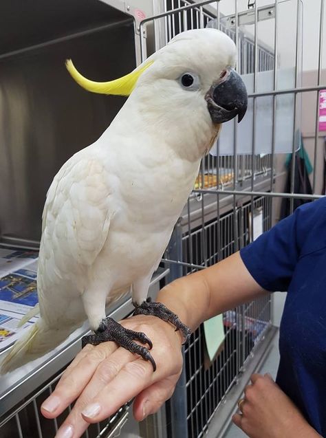 Umbrella Cockatoo, Keeshond Puppy, Birds For Sale, Bird Breeds, Cavachon Puppies, Boston Terrier Puppy, Baby Yellow, Pet Puppy, Bird Photo