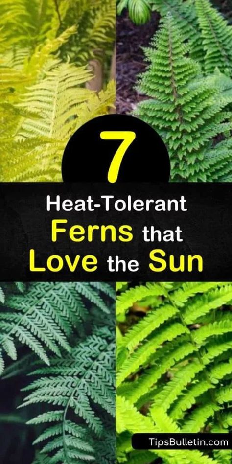 Discover how to fill sunny areas of the yard and garden with sun loving ferns such as the cinnamon fern, shield fern, ostrich fern, and lady fern. Many of these ferns spread through creeping rhizomes, and fill empty spaces with ease. #sunlovingferns #ferns #sunloving #plants Hostas Garden Ideas, Hosta Gardens Layout, Hosta Garden Ideas, Types Of Fern Plants, Hostas Garden, Fern Planters, Evergreen Ferns, Hanging Ferns, Potted Ferns