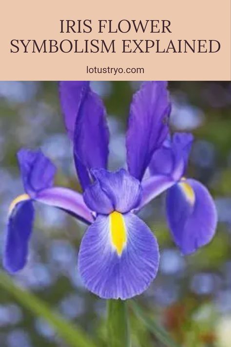 Discover the vibrant meaning behind iris flowers in our comprehensive guide. From representing wisdom and hope to being a symbol of various mythologies, you’ll learn how these stunning blooms convey deep emotions. Understand why irises are cherished in gardens and bouquets, and what each color signifies. Whether you're a flower enthusiast or just curious about botanical lore, this representation of iris flowers will enhance your understanding and appreciation for nature's beauty. Iris Meaning, Flower Symbolism, Deep Emotions, White Iris, Flower Meanings, Iris Flower, Flower Nursery, Purple Iris, Bearded Iris