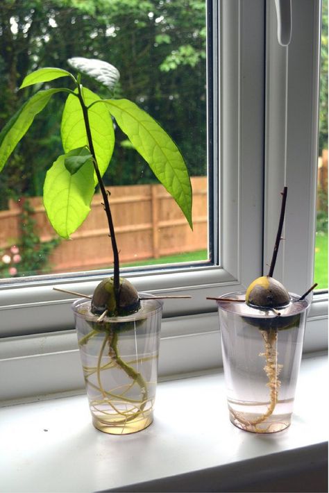 Avacado Seed, Growing An Avocado Seed, How Do You Grow An Avocado From A Seed, How To Grow Avocado Tree From Seed, Avacodo Tree From Seed, How To Grow An Avacado Tree From A Pit Video, Avocado Plant From Seed, Avocado Seed Growing, Obelisk Trellis