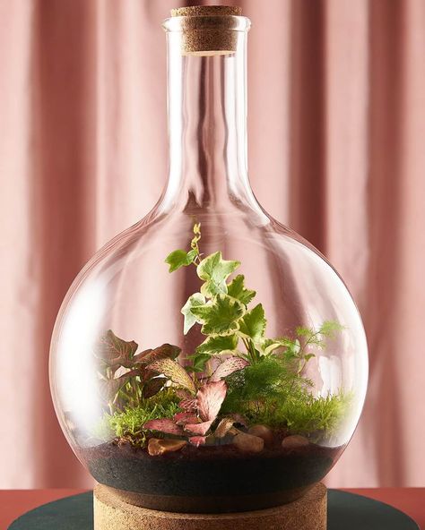 London Terrariums on Instagram: “💖♥️Nothing says love like a Boiling Flask, order now for the alternative V-day gift♥️💖” Terrarium Workshop, Terrarium Gifts, Water Bottle Crafts, Succulent Bowls, Liquor Bottle Crafts, Succulent Garden Design, Plant Book, Pot Hanger, Bethnal Green