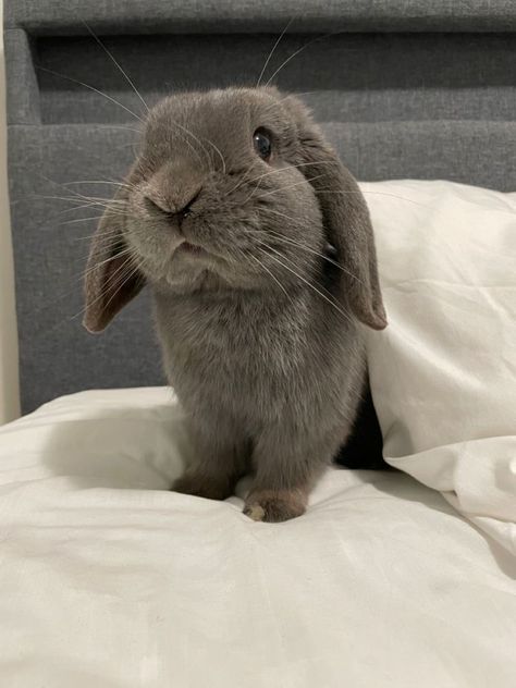 Grey Holland Lop Bunny, Mini Lop Bunnies, Lop Bunnies, Cutest Bunny Ever, Gray Rabbit, Pet Bunny Rabbits, Cute Bunny Pictures, Bunny Mom, Holland Lop