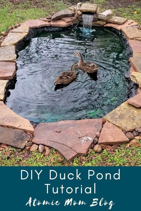 Diy Duck Enclosure Ideas: DIY Duck Pond Duck pond Diy ponds backyard Ponds backyard Diy pond Backyard ducks Duck house diy Diy Small Duck Pond, In Ground Duck Pond, Shed Into Duck Coop, Diy Goose Pond, Diy Chicken And Duck Coop Ideas, Duck Boxes Diy, Koi And Duck Pond, Duck Pond With Filter, Duck Pond Ideas Backyards