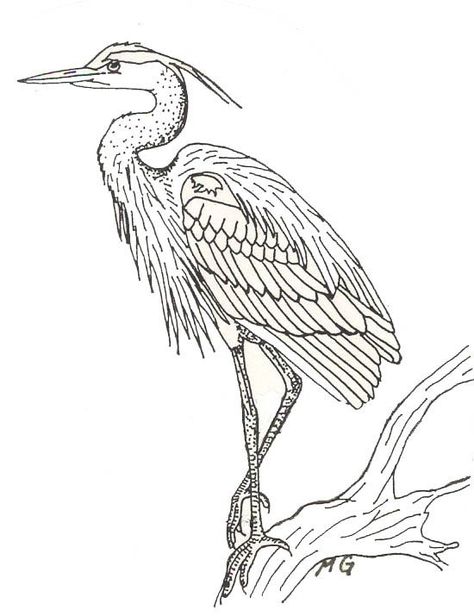 esquisse lisse ᘠ model oiseau bird vogel illustration coloriage - Blue Heron Coloring Page Sketch Coloring Page Heron Tattoo, Heron Art, Bird Pictures, Blue Heron, Bird Drawings, Watercolor Bird, Drawing Challenge, Birds Painting, Drawing Tips