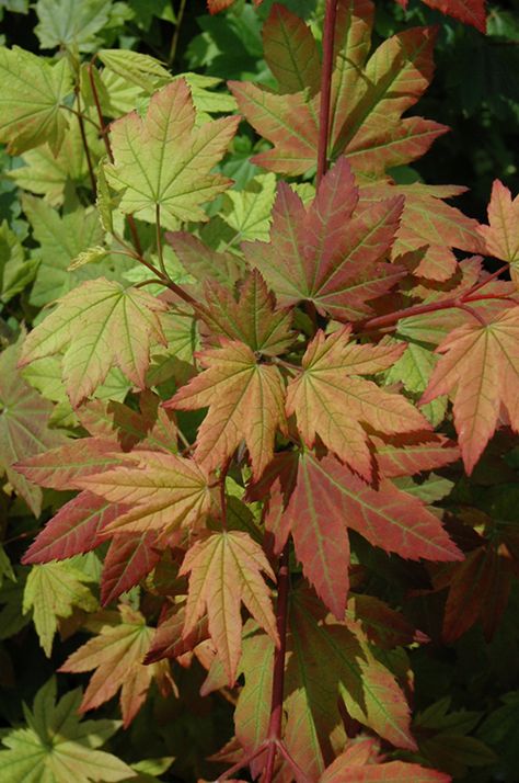 Acer Circinatum, Acer Garden, Vine Maple, Sammamish Washington, Portland Garden, Low Maintenance Shrubs, Growing Vines, Mountain Nursery, North Garden