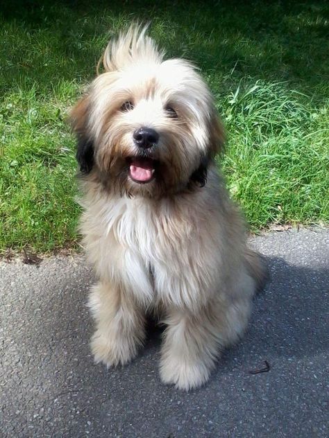 Tibet Terrier, Tibetan Terrier, Tibet