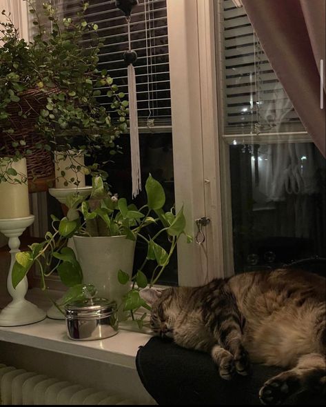 Christine Core, Cafe Plants, Insta Board, Cat Plants, Goblin Core, Funny Pets, Apartment Aesthetic, Brown Cat, Cat Cafe