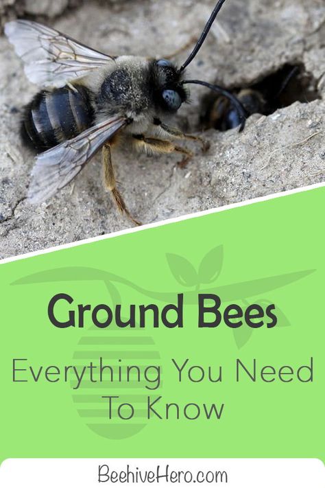 Click the pin to read our huge, detailed guide explaining everything you'll ever need to know about ground bees, including their visual appearance, common traits, and behavioral patterns. Tawny Mining Bee, Ground Bees, Behavioral Patterns, Sweat Bees, Bee Conservation, Outside Inspiration, All About Bees, Bee Friendly Plants, Big Bee