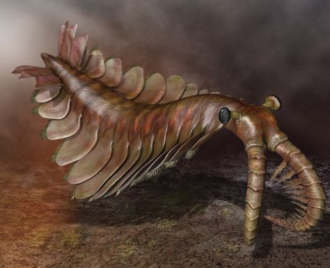 Art illustration - Aquatic animals - Anomalocaris: ("strange shrimp") is a genus of extinct animals, belonging to the family of the anomalocarídidos, which is related to arthropods. is estimated that existed between early and middle Cambrian period, since about 525 to 510,000,000 years. Anomalocaris length ranged from 60 cm to 1 meter. His first fossils were discovered in the shale ogygopsis, coming to own more findings in the famous Burgess Shale. Cambrian Fossils, Prehistoric Sea Creatures, Prehistoric Fish, Sea Floor, Prehistoric World, Ancient Animals, Paleo Art, Extinct Animals, Aquatic Animals