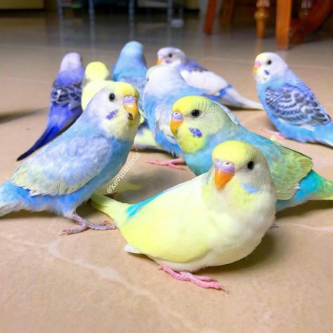 Baby Parakeets, Baby Budgies, Memory Training, Diy Bird Toys, Calendar Photo, Budgies Bird, Budgie Parakeet, Puzzle Photo, Funny Parrots