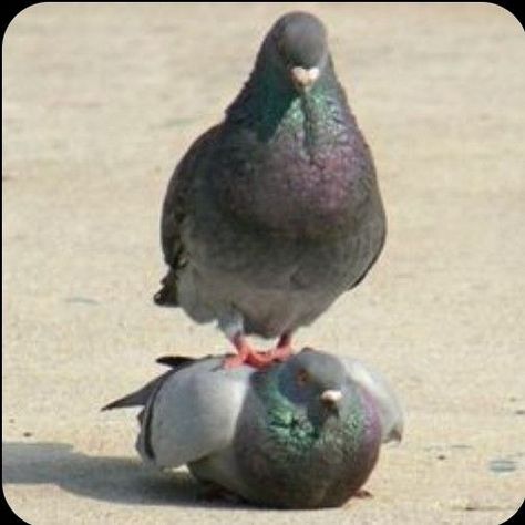 Cute Pigeon, Funny Birds, 웃긴 사진, Silly Animals, Funny Animal Memes, Cute Little Animals, 귀여운 동물, Animal Memes, Cute Funny Animals