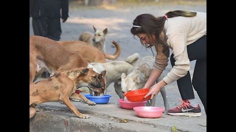 Benefits Of Feeding Stray Dogs || Real Story - By Kits Feeding Stray Dogs, Cute Pet Names, Stray Animals, Animal Rights Activist, Constitutional Rights, Ipad App, March 20th, Phone Wallpaper Images, Dog Feeding