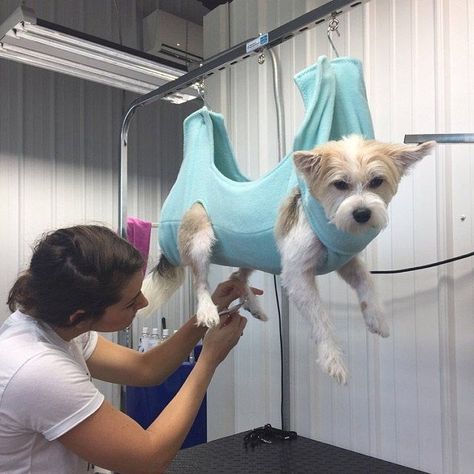 Pet Grooming Business, Mobile Pet Grooming, Dog Grooming Tools, Pet Grooming Salon, Dog Grooming Styles, Dog Grooming Shop, Dog Spa, Nail Trimming, Dog Grooming Salons