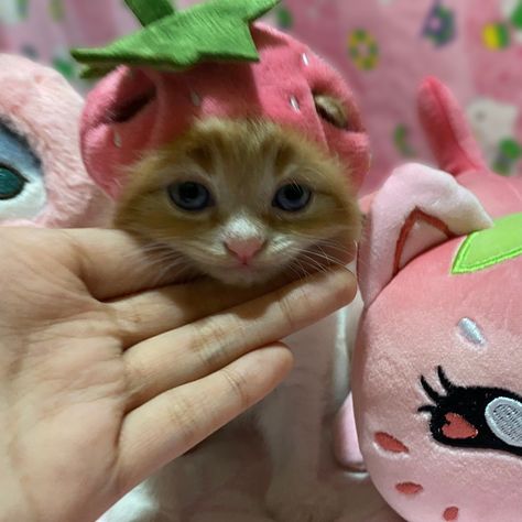 Cute Cats With Hats, Strawberry Shortcake Cat, Cat Strawberry, Strawberry Cat, Cute Kitty, Cat Hat, Pink Hat, Kawaii Cat, Orange Cat