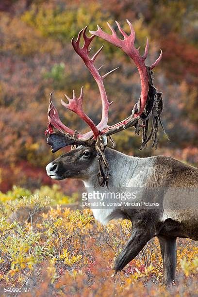 Caribou shedding velvet. Goblin Shark, Wildlife Animals, Deer Antlers, Weird Animals, Animal Photo, Hunting Fishing, Antlers, Animal Kingdom, Animal Photography