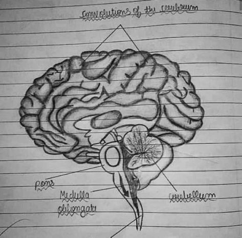 Parts Of Brain, Brain Collage, Brain Sketch, Drawing A Picture, Parts Of The Brain, Brain Parts, Brain Drawing, Book Art Drawings, Narcissism