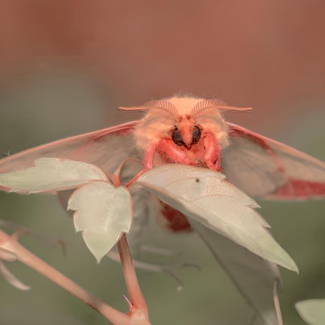 Moth Rosy Maple, Rose Maple Moth, Rosy Maple Moth Aesthetic, Rosy Maple Moths, Moth Photo, Pink Maple Moth, Rosy Maple Moth Painting, Silk Moths, Maple Moth