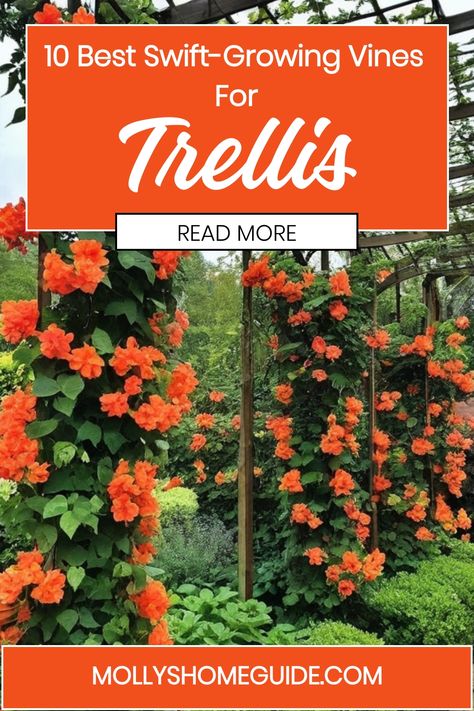 Discover the best fast-growing vines for trellis and create a beautiful vertical garden with these easy-to-grow climbing plants. Fast-growing vines like climbing flowering varieties are ideal for stunning trellises, offering both privacy and aesthetic appeal to your outdoor space. Explore the top choices of fast-growing perennial climbing flowering vines that will enhance your garden in no time! Trumpet Vine Trellis Ideas, Trumpet Vine Trellis, Vines For Trellis, Vine Trellis Ideas, Climbing Flowering Vines, Climbing Plants Trellis, Fast Growing Vines, Vine Trellis, Flower Trellis