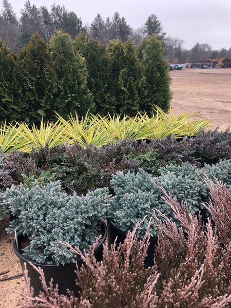 Color Guard Yucca Landscape, Color Guard Yucca, Winter Shrubs, Broadleaf Evergreen, Winter Foliage, Evergreen Garden, Yucca Plant, Colorful Plants, Color Guard