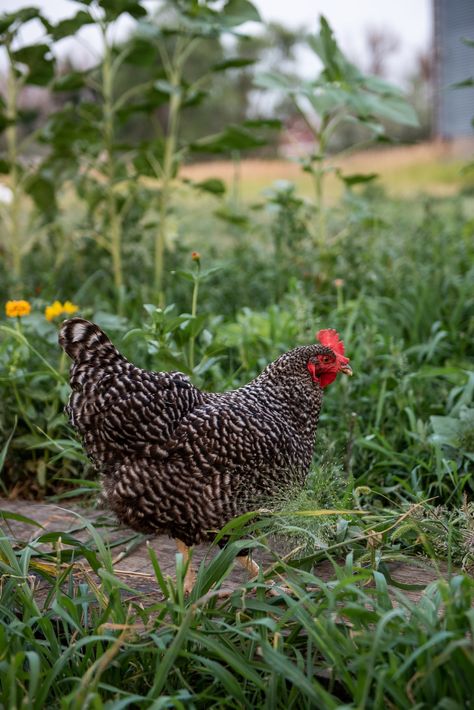 Why Barred Rock and Plymouth Rock Chickens Are Often Mistaken for Each Other — Whitney Out West Barred Plymouth Rock Chickens, Barred Plymouth Rock, Barred Rock Chickens, Plymouth Rock Chicken, Chicken Bar, Barred Rock, Plymouth Rock, Backyard Flocks, Future Farms