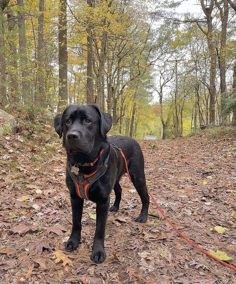 Black English Lab, Black Lab Dog, Labrador Noir, Black Labs Dogs, Black Labrador Retriever, Black Lab Puppies, Lab Dogs, Black Labs, Lab Puppies