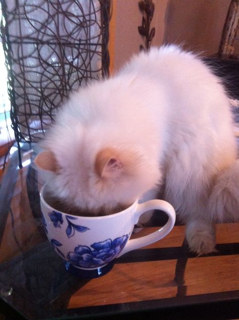 Pixie in my morning Earl Grey Cat Drinking Tea, Tea Meme, Kitty Cafe, Cat Drinking, Drinking Humor, Ap Art, Earl Grey, Cat Aesthetic, Silly Cats