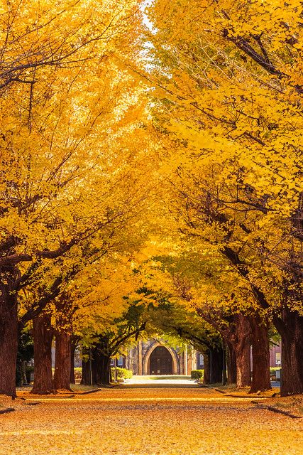 Avenue of Ginkgo Trees at The University of Tokyo | 🚩 The U… | Flickr Tokyo Autumn, University Of Tokyo, Tokyo University, Princess Warrior, City Tokyo, Pink Cover, Ginkgo Tree, Japanese Landscape, 수채화 그림