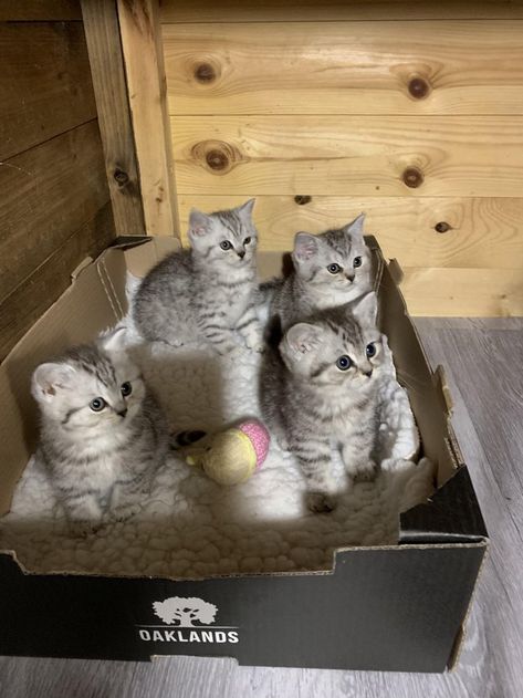 British Shorthair Silver Tabby, Silver Tabby Kitten, Tabby Kittens, Silver Tabby Cat, Tabby Cats, Tabby Kitten, British Shorthair Cats, Cats Kittens, British Shorthair