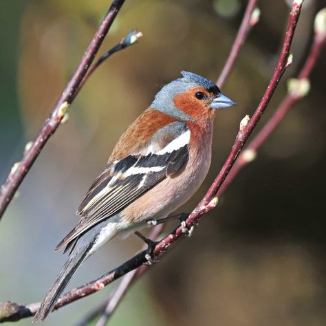 All about the Chaffinch - GardenBird Chaffinch, Bird Mobile, Bird Book, Bird Wings, Finches, Ceramic Animals, Bird Seed, Bird Garden, Farm Yard