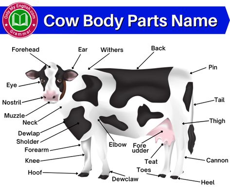 Cow Anatomy: Body Part Names of Cow Cow Anatomy, Gender Of Animals, Parts Of A Cow, Maize Plant, Anatomy Body Parts, Colors Name In English, Anatomy Coloring, Fruits Name In English, Animal Farming