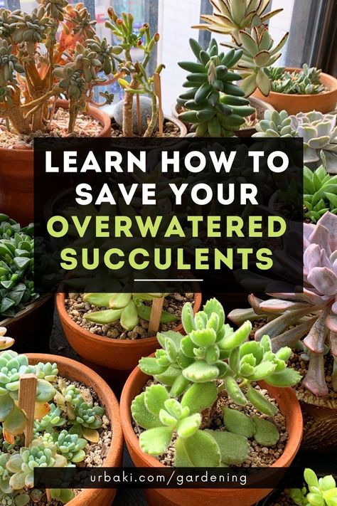 How to save the irrigated succulents. Overwatering our succulents is one of the most common mistakes.In this video, you will find everything you need to know to save your succulents. How to tell when a succulent is overwatered, what are the first signs of root rot in succulents, and how to prevent root rot in a succulent with excess water before it's too late? Succulent Propagation, Garden Succulents, Plant Tips, Root Rot, Propagating Succulents, Succulents Plants, Succulent Care, Green Jeans, Garden Tips