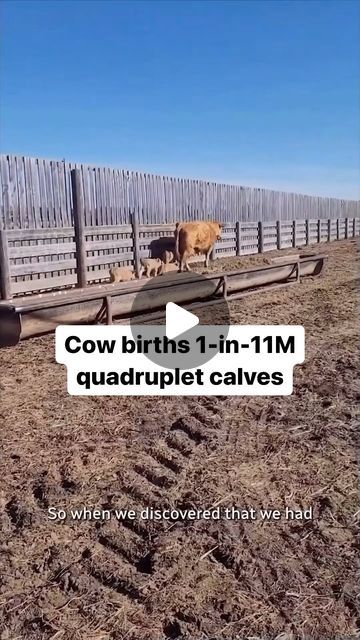 CBC on Instagram: "Happy Moother’s Day to this cranky cow who birthed rare quadruplet calves in northeastern Saskatchewan.  @cbcsask | #Cows #Calves #Sask #Canada" Mini Cow Photoshoot, Funny Cow Videos, Funny Cow Pictures, Cow Videos, Highland Cow Pictures, Show Cows, Multiple Births, Mini Cows, Baby Highland Cow