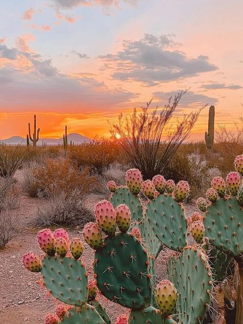 Mexican Ranch, Southwest Aesthetic, Southwestern Aesthetic, Albuquerque Balloon Fiesta, Sonora Desert, Arizona Landscape, Color Design Inspiration, Arizona Hiking, Watercolor Lessons