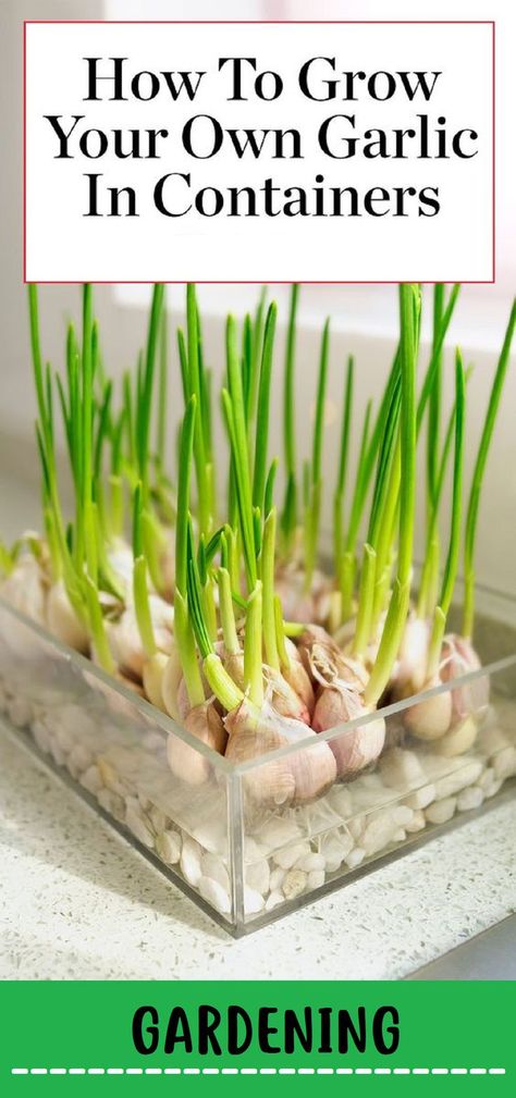 Garlic In Containers, Grow Garlic Indoors, Garlic Growing, Gemüseanbau In Kübeln, Regrow Vegetables, Grow Garlic, Indoor Vegetables, Garden Tomatoes, Planting Garlic