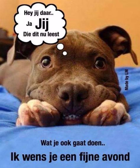 Verknipte Humor, Pitt Bull, Slaap Lekker, My Face When, Pharmacy Gifts, Pitbull, Sweet Dreams, Animals And Pets, Good Night