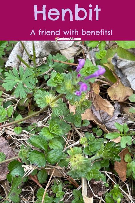 Henbit - a friend with benefits! Herb Infused Water, Medicinal Wild Plants, Medicine Garden, Herbal Medicine Recipes, Wild Food Foraging, Herbal Remedies Recipes, Medicinal Herbs Garden, Edible Wild Plants, Mint Plants