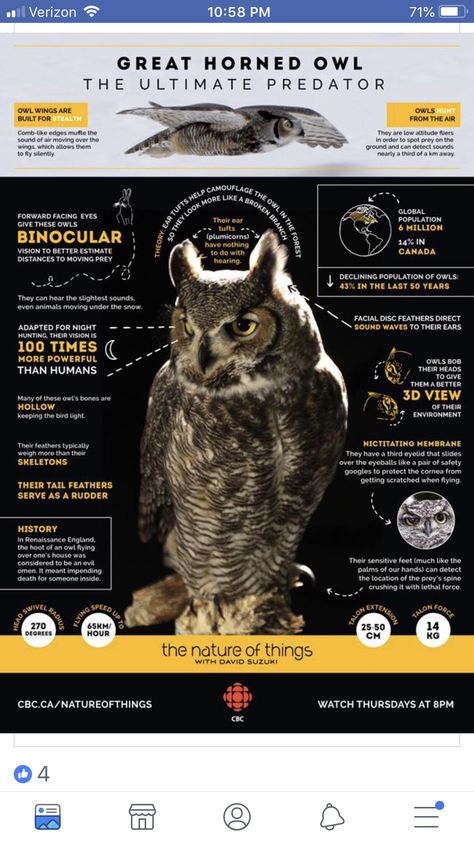 Owl Habitat, Owl Symbolism, Owl Flying, Owl Facts, Nature Of Things, Owl Wings, Infographic Poster, Animal Symbolism, Animal Science