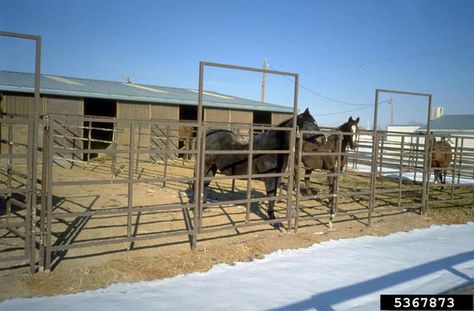 6 Tips for Small Acreage Horse Farms | Double El Conservation District Small Horse Paddock, 5 Acre Horse Farm Layout, Horse Paddock Layout, Small Horse Farm Layout, Horse Farm Layout, Manure Composting, Horse Shed, Horse Paddock, Horse Manure