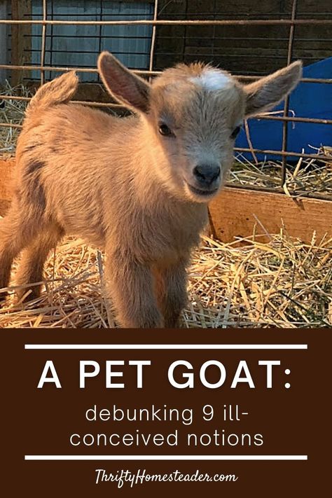 cute baby goat Pet Pygmy Goats, How To Take Care Of Goats, Breeds Of Goats, Goats On A Farm, All About Goats, Taking Care Of Goats, Raising Goats For Beginners, Caring For Goats, Goat Set Up