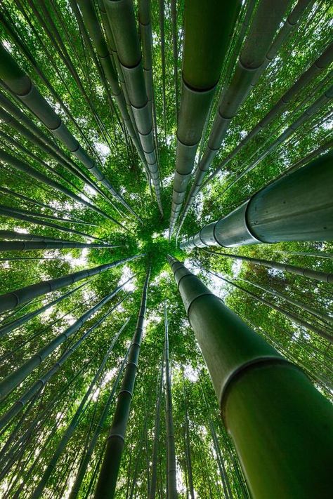 Bamboo Trees, Bamboo Garden, Image Nature, Bamboo Tree, Soyut Sanat Tabloları, Bamboo Forest, Tree Forest, Green Nature, In The Forest