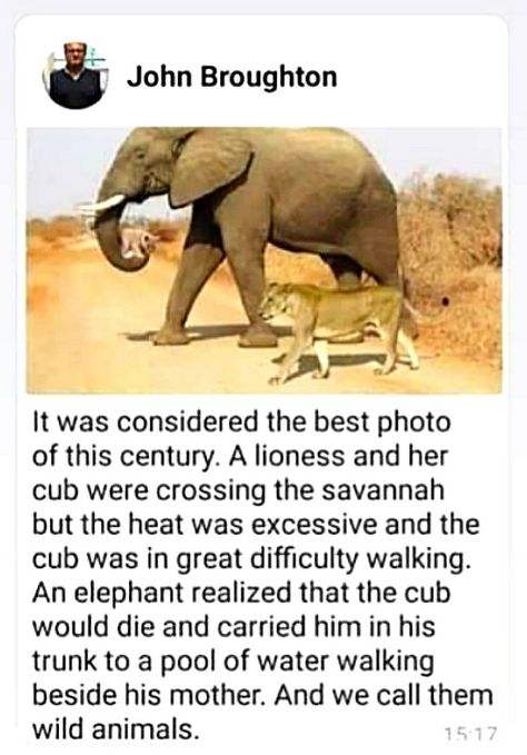 Elephant Facts, Wierd Facts, Unique Facts, True Interesting Facts, Interesting Facts About World, Picture Picture, Psychology Fun Facts, Intresting Facts, Wow Facts