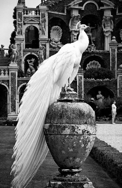 White Peacock, Isola Madre, Lake Maggiore, Italy | by Snowflake(SZ) Albino Peacock, Albino Animals, White Peacock, Tim Walker, Black And White Photograph, Foto Art, Appaloosa, Pretty Birds, Quarter Horse