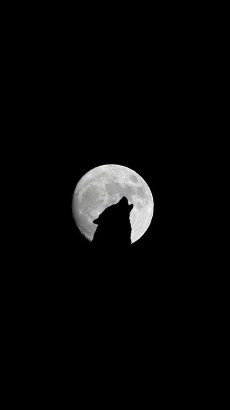 Wolf Phone Wallpaper Wolf Screen Wallpaper, Black Wolf Wallpaper Iphone, Black And White Wolf Wallpaper, Werewolf Iphone Wallpaper, Wolf Black Wallpaper, Black Wolf Aesthetic Wallpaper, Wallpaper Iphone Wolf, Mat Black Wallpaper, Wolf Dp