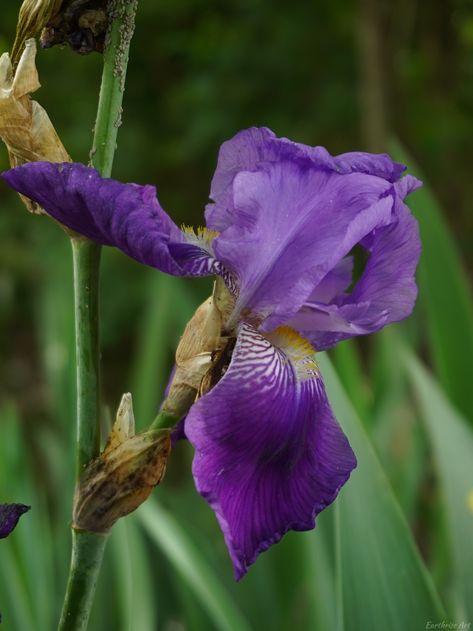 This wild iris was ethically photographed in the Colorado wilderness. This image is available as a canvas print, in sizes 12x16" or 18x24". Colorado Nature, Picture Flower, Wild Iris, Iris Art, Poster Photo, Botanical Decor, Canvas Photo Prints, Mural Floral, Flower Lover