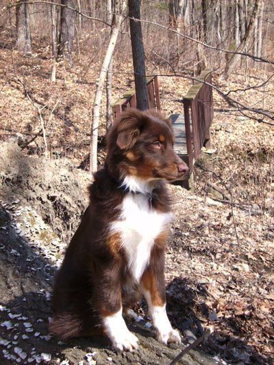 Dogs Full Grown, Red Tri Australian Shepherd, Australian Shepherd Red Tri, Australian Shepherd Training, Lou Dog, Merle Australian Shepherd, Australian Shepherd Blue Merle, Aussie Shepherd, Australian Shepherd Puppy