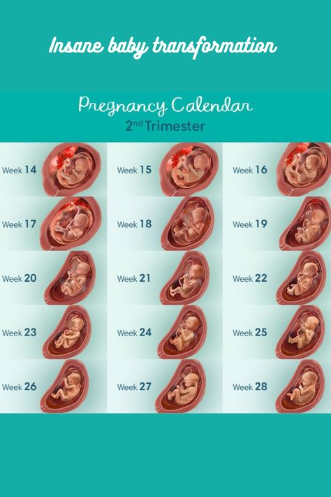 Pregnancy 2nd Trimester, 2nd Trimester Pregnancy, Pregnancy Second Trimester, Trimester By Weeks, Pregnancy Timeline, Pregnancy Calendar, 1st Trimester, First Time Dad, Speed Boat