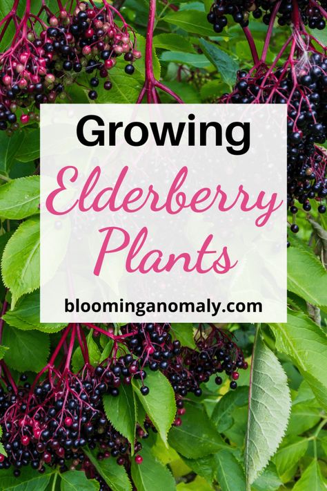 How to Grow Elderberry Plants Growing Elderberry, Black Lace Elderberry, Elderberry Shrub, Elderberry Plant, Gardening Design Ideas, Beginners Gardening, Urban Gardens, Succulent Gardens, Gardening Design